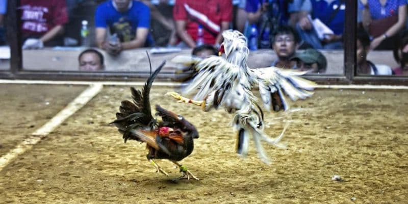 Phương Pháp Chơi Đá Gà Hiệu Quả